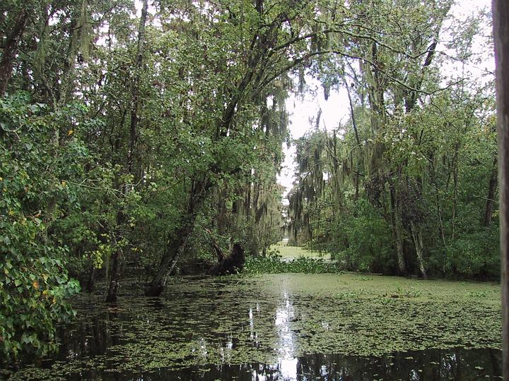 Swamp New Orlean.jpg